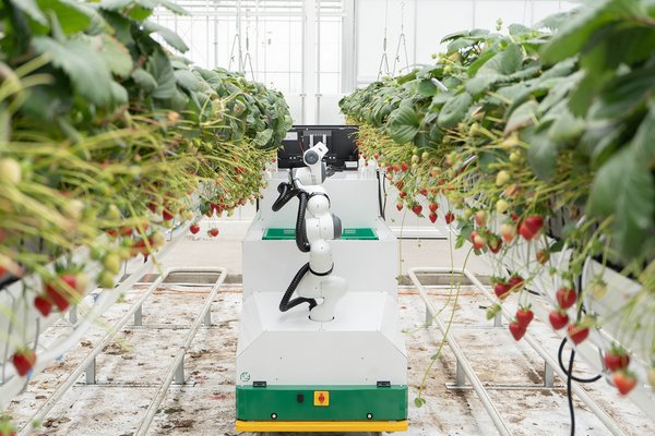 Berry Organifarm